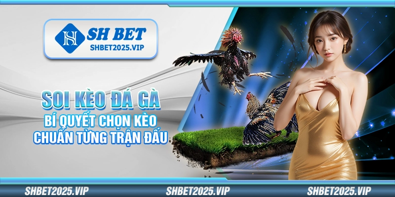 Soi kèo đá gà – Bí quyết chọn kèo chuẩn từng trận đấu