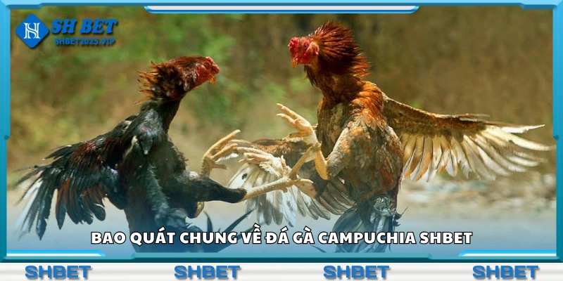 Khái quát chung về đá gà Campuchia Shbet