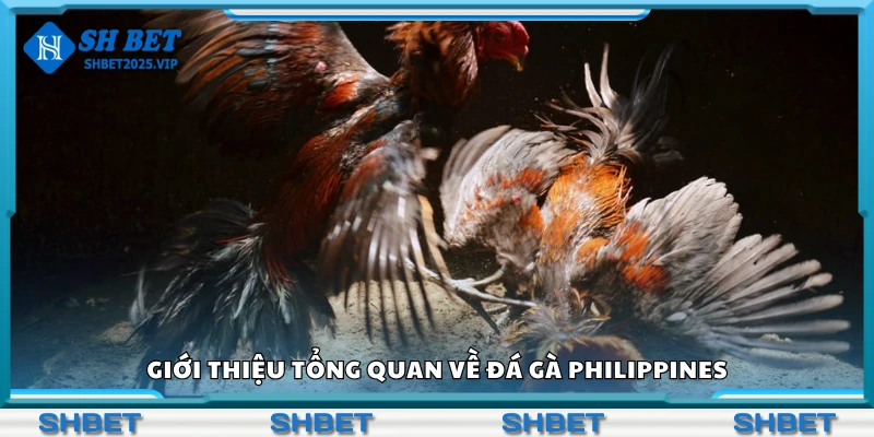 Tìm hiểu sơ lược về đá gà Philippines