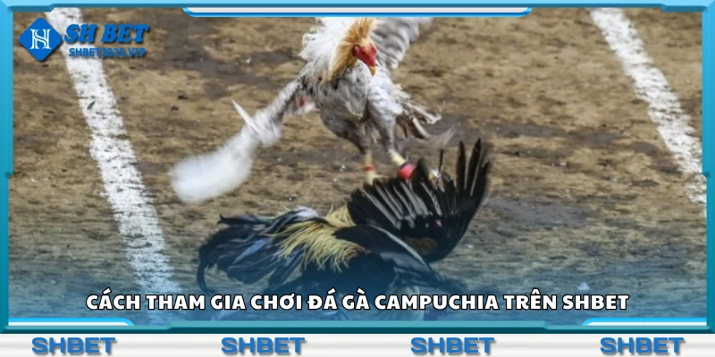 Các bước chơi đá gà Campuchia trên Shbet