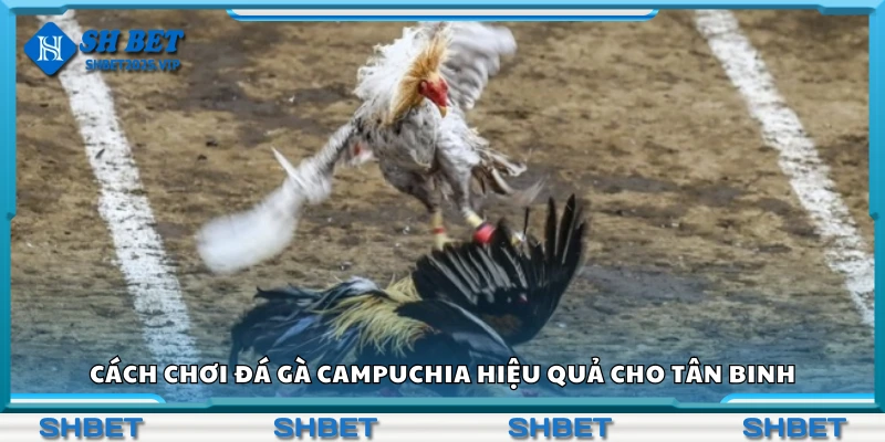 Cách chơi đá gà Campuchia hiệu quả cho tân binh