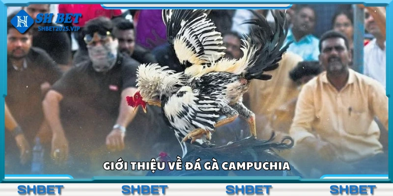 Giới thiệu về đá gà Campuchia