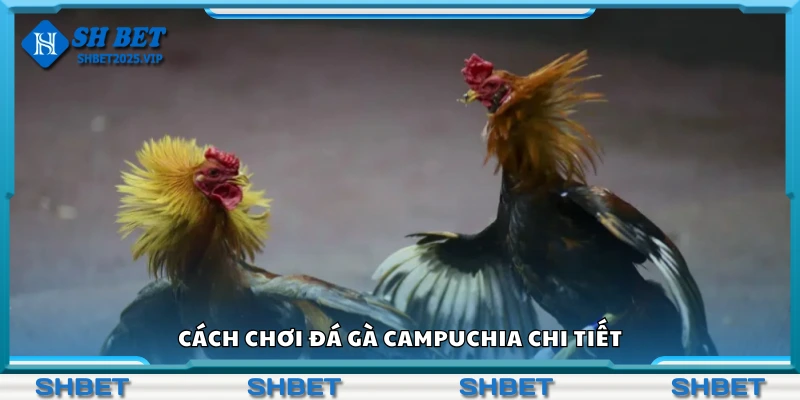 Hướng dẫn cách chơi đá gà Campuchia chi tiết