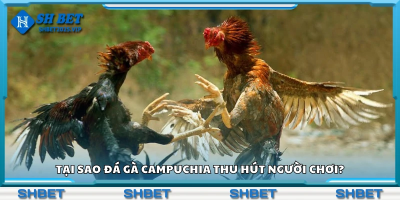 Lý do đá gà Campuchia thu hút mọi người chơi 