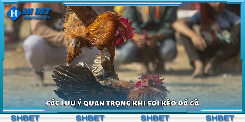 Một số lưu ý quan trọng khi soi kèo đá gà