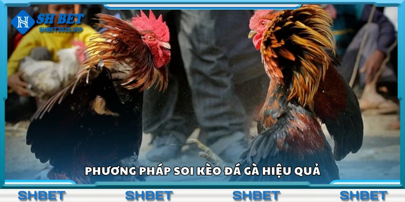 Phương pháp soi kèo đá gà hiệu quả