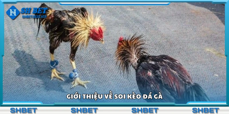 Tìm hiểu về soi kèo đá gà
