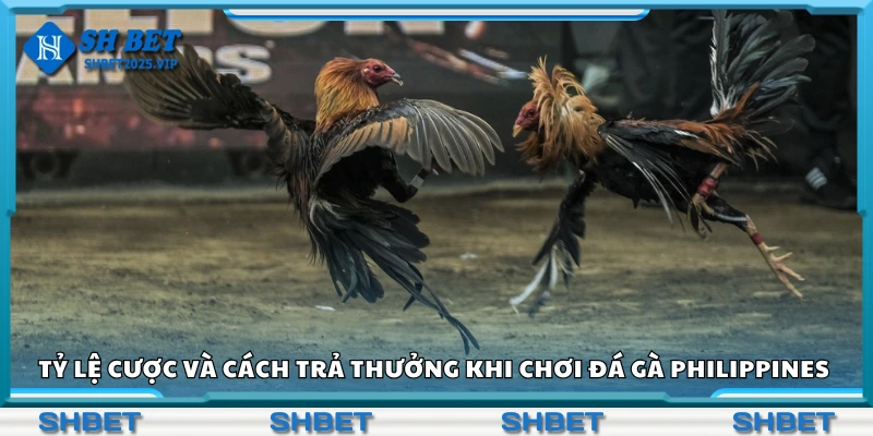 Tỷ lệ cược và cách trả thưởng khi chơi đá gà Philippines Shbet
